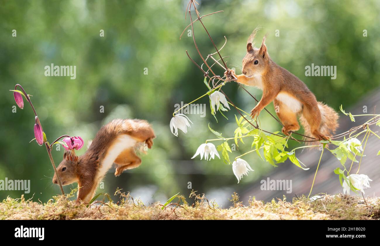 red squirrel is looking at a running squirrel from a clematis branch Stock Photo