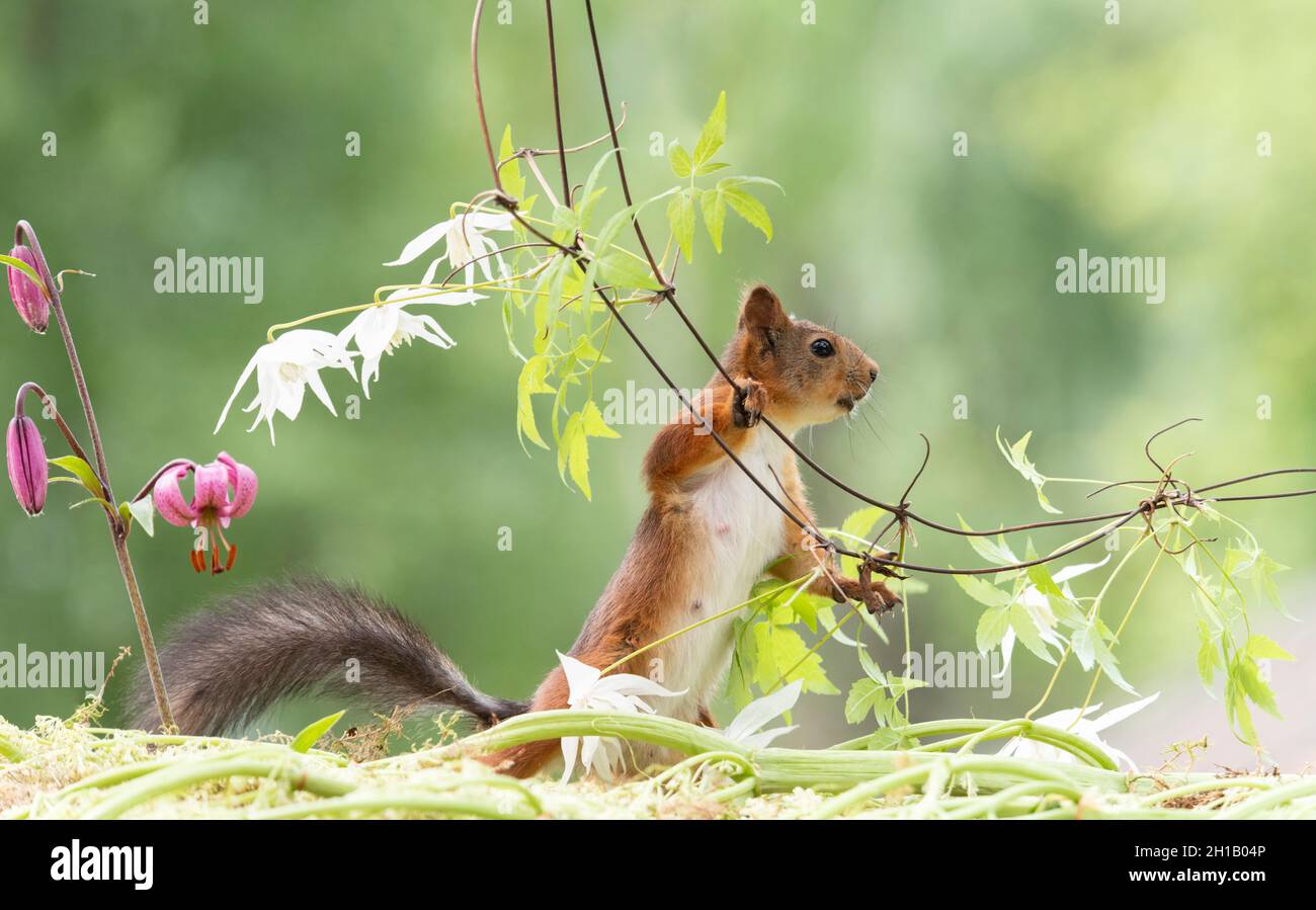 red squirrel is holding a clematis branch looking away Stock Photo