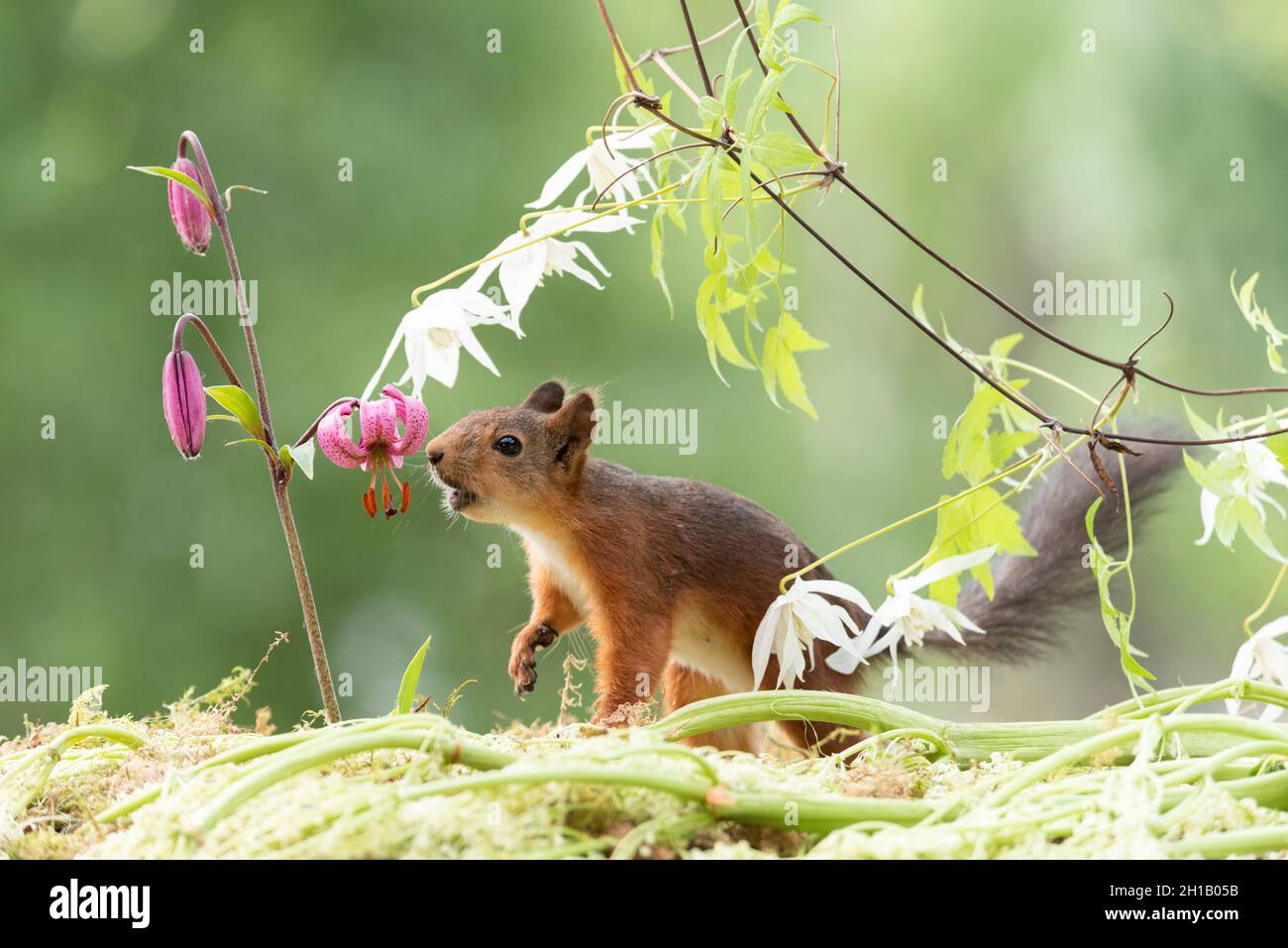 red squirrel is looking at a Lilium martagon flower Stock Photo