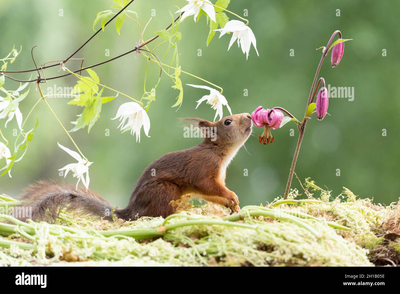 red squirrel is smelling a Lilium martagon flower Stock Photo