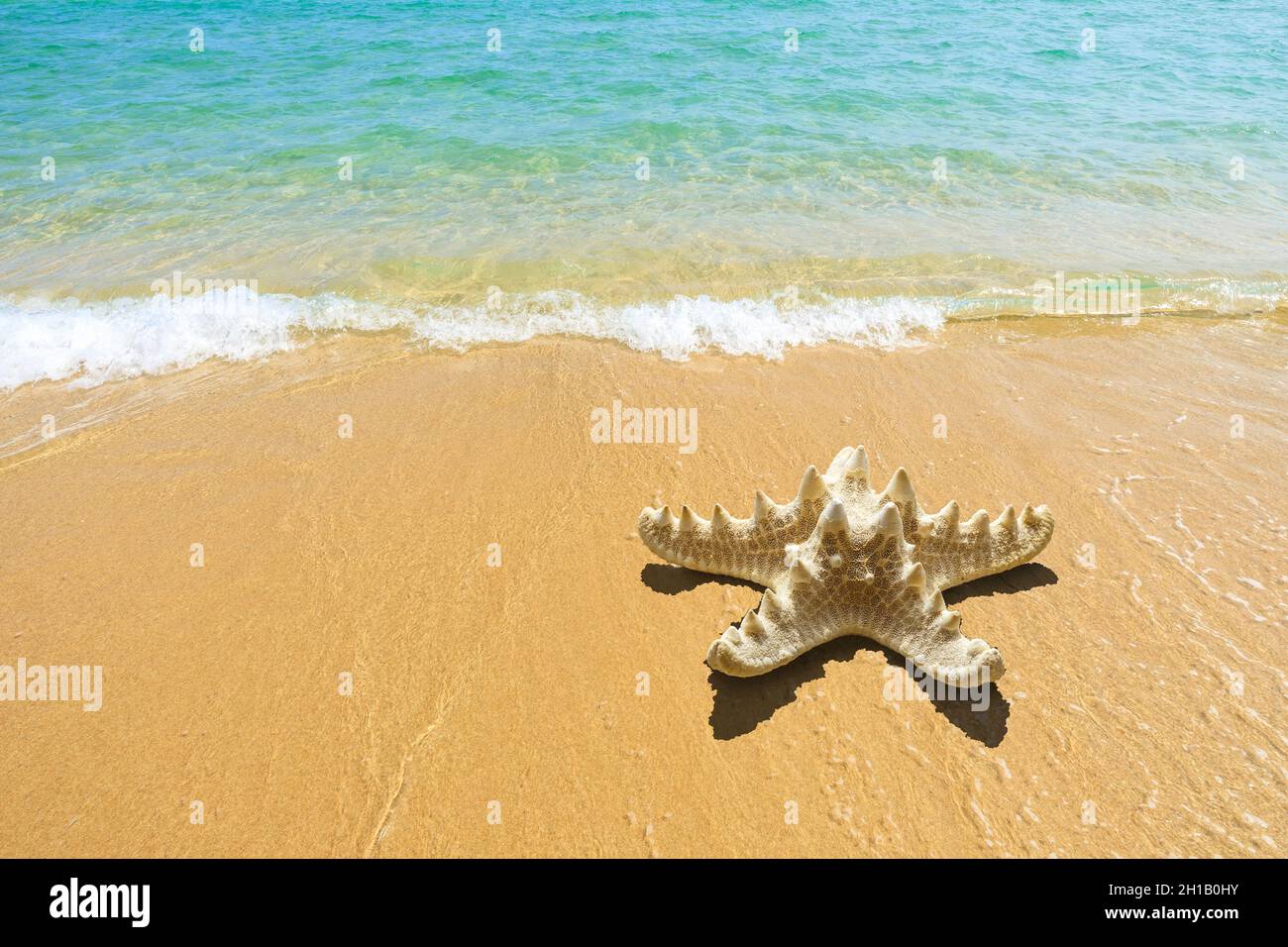 Starfish on a beach sand. Stock Photo