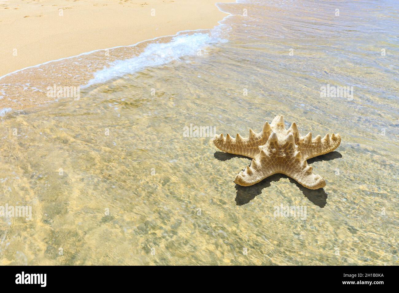 Starfish on a beach sand. Stock Photo