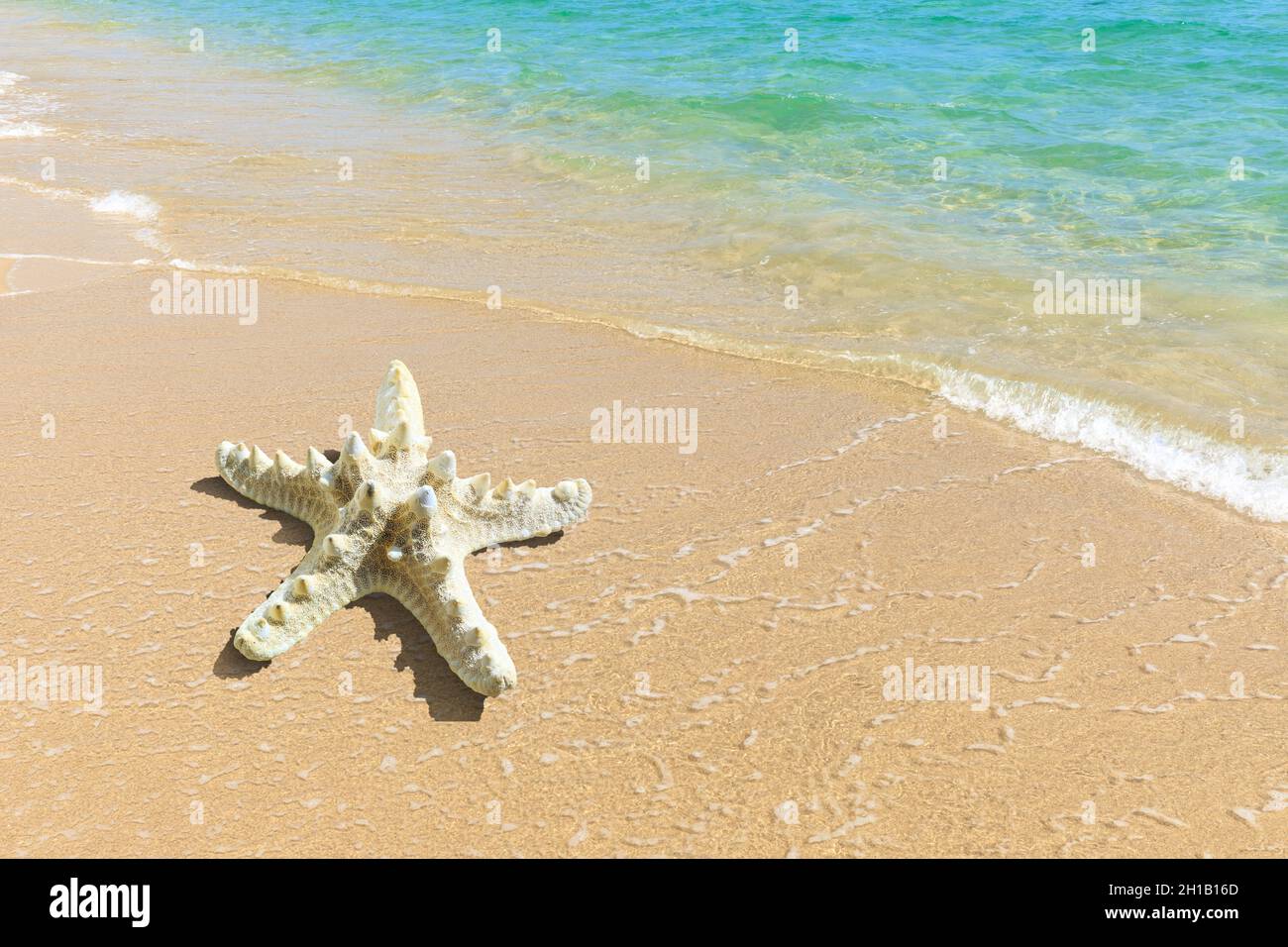 Starfish on a beach sand. Stock Photo