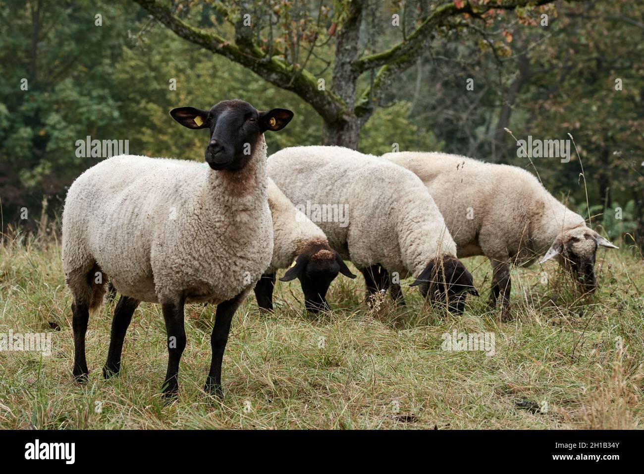 Four adult white sheep with black faces grazing in the pasture Stock