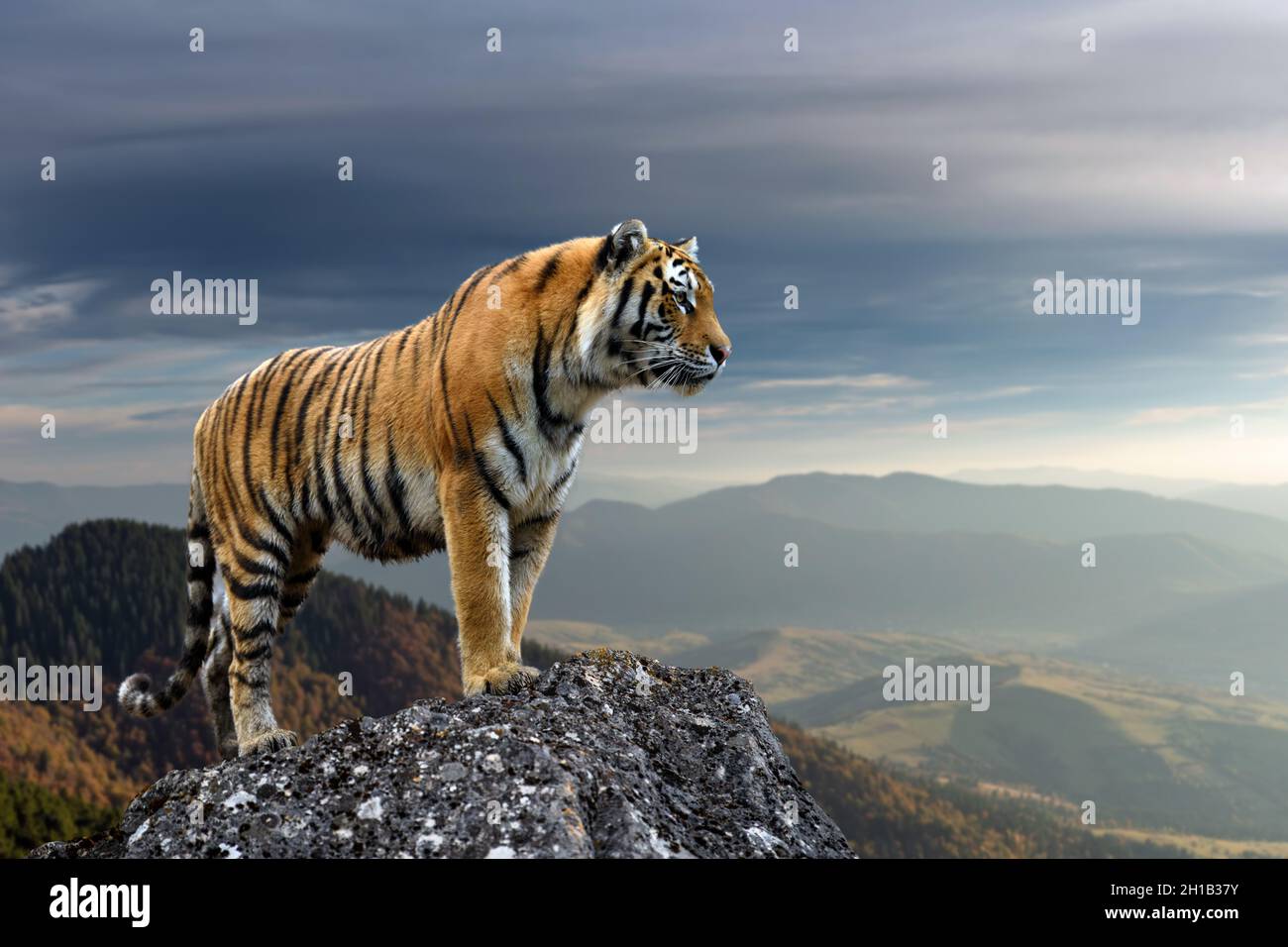 Bengal Tiger Standing on the Rock Stock Photo - Image of dark, india:  35854646