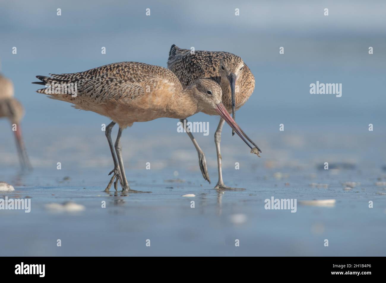 A pair of marbled godwits (Limosa fedoa) on a beach in Point Reyes national seashore in California. One quickly gulps down its food before its stolen. Stock Photo