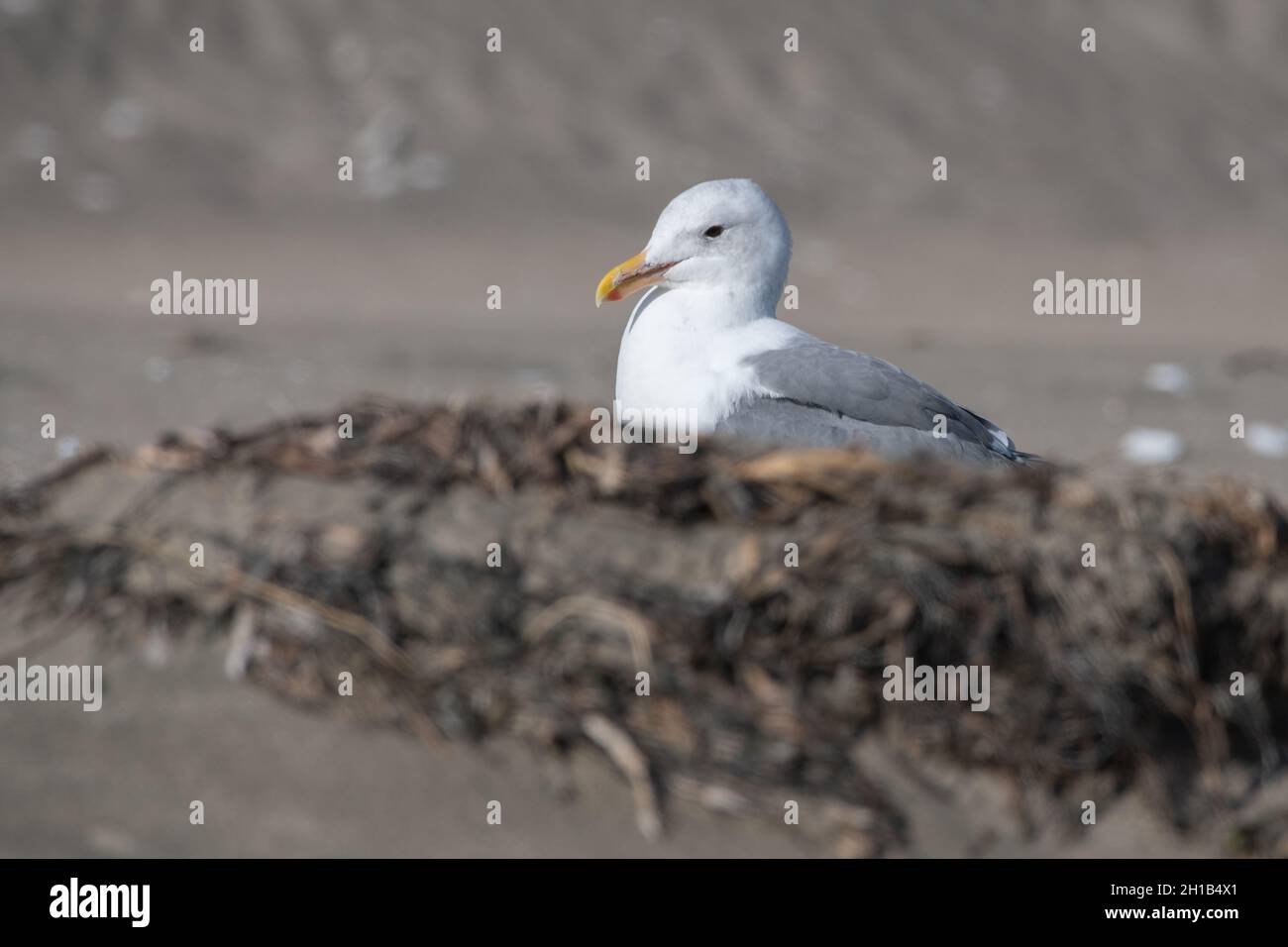 Western gull (Larus occidentalis) in Point Reyes National seashore, California. Stock Photo