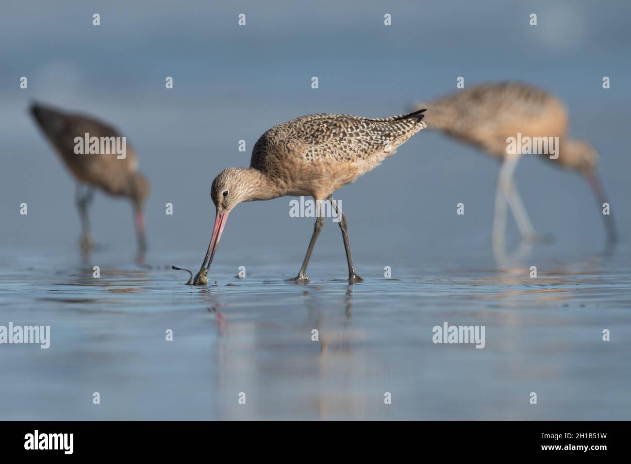 Marbled godwit (Limosa fedoa) foraging for food on a West Coast beach in Point Reyes National Seashore in Marin county, California. Stock Photo