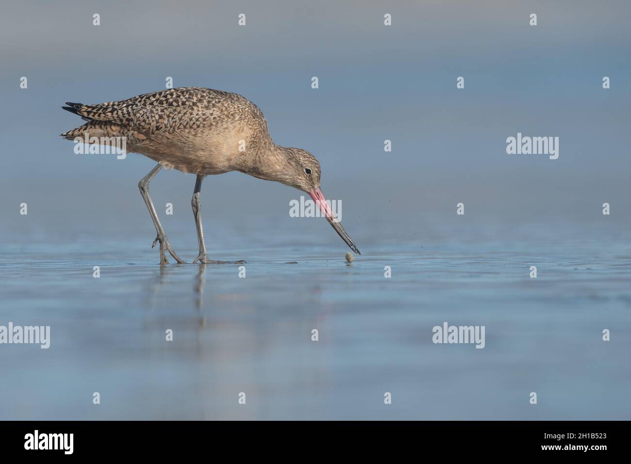 Marbled godwit (Limosa fedoa) foraging for food on a West Coast beach in Point Reyes National Seashore in Marin county, California. Stock Photo