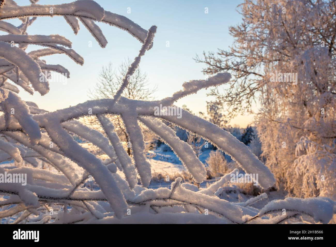 Closeup close up tree branches hi-res stock photography and images - Alamy