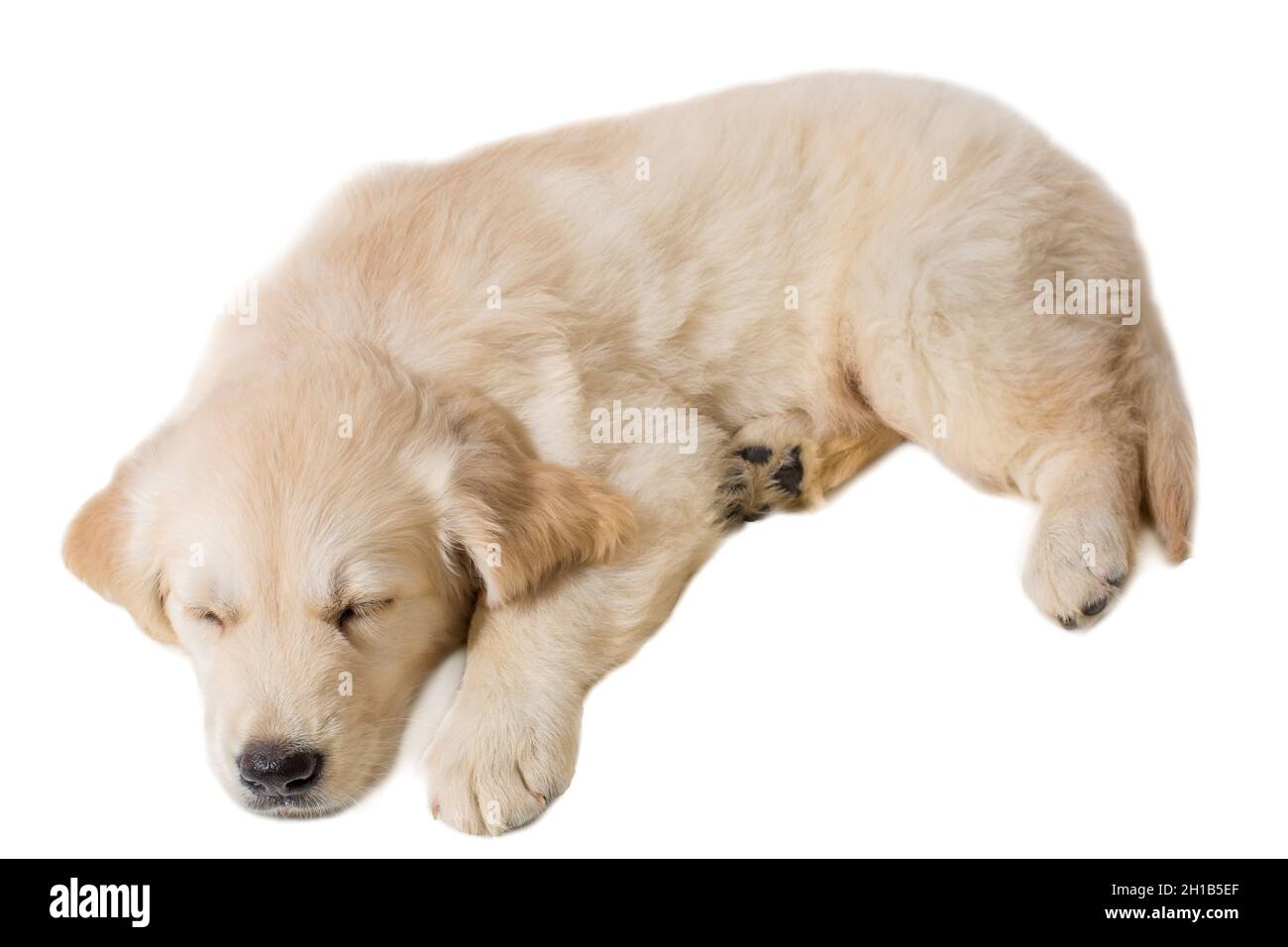 puppy golden retriever on a white background Stock Photo - Alamy
