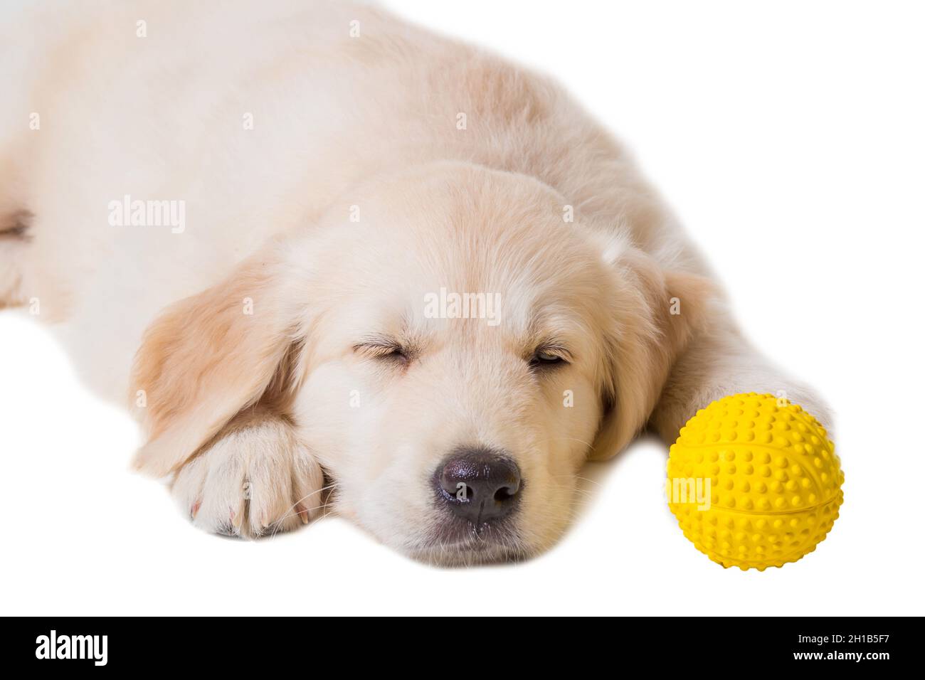 puppy golden retriever on a white background Stock Photo - Alamy