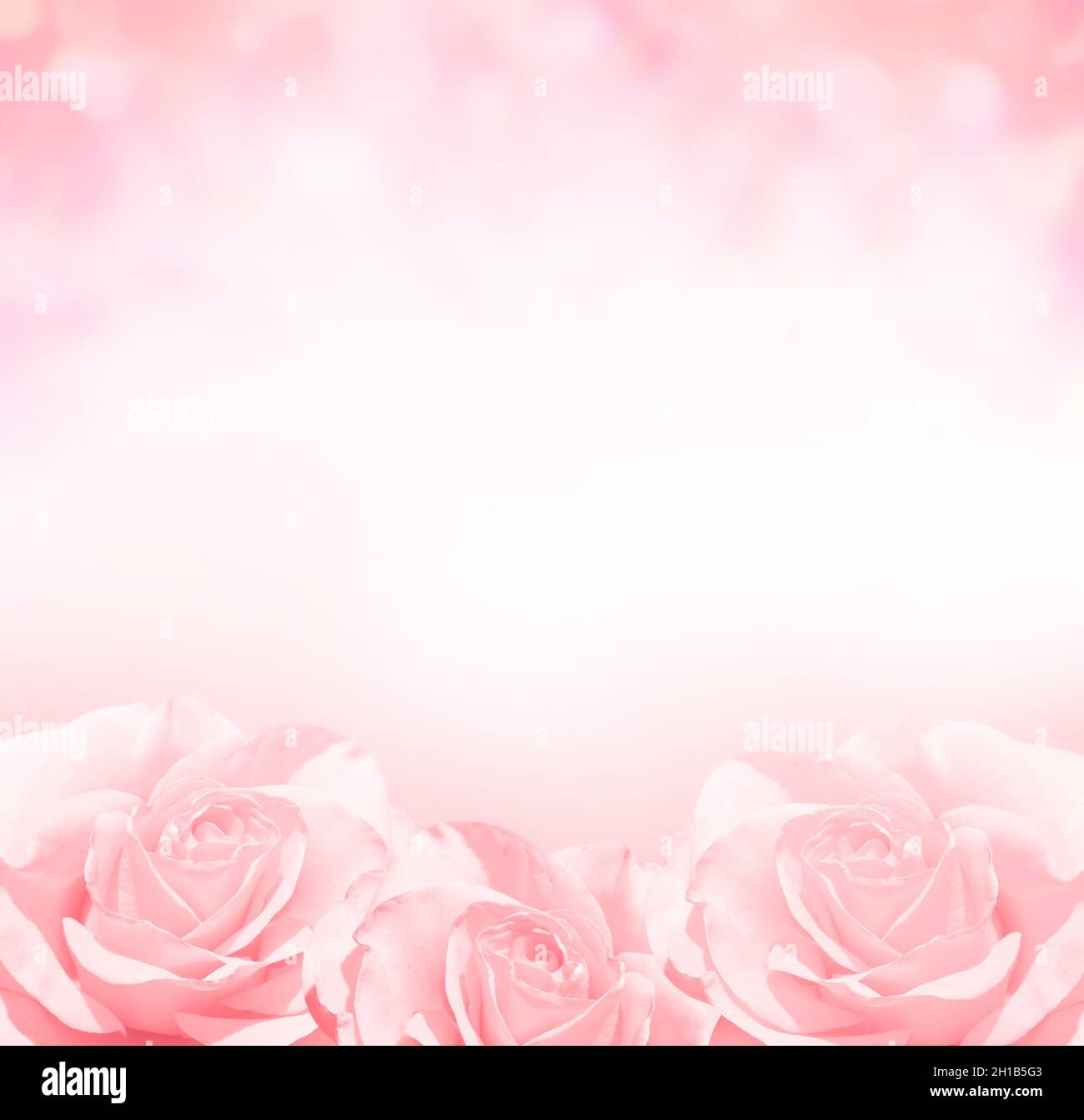 Pink Roses: Hoa hồng màu hồng tươi tắn, mềm mại và thơm ngát - hình ảnh này sẽ đưa bạn vào một cảm giác tình yêu, sự ngọt ngào và hạnh phúc.