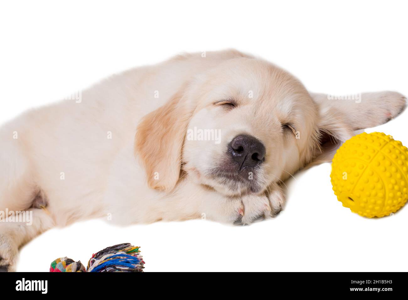 puppy golden retriever on a white background isolated Stock Photo - Alamy