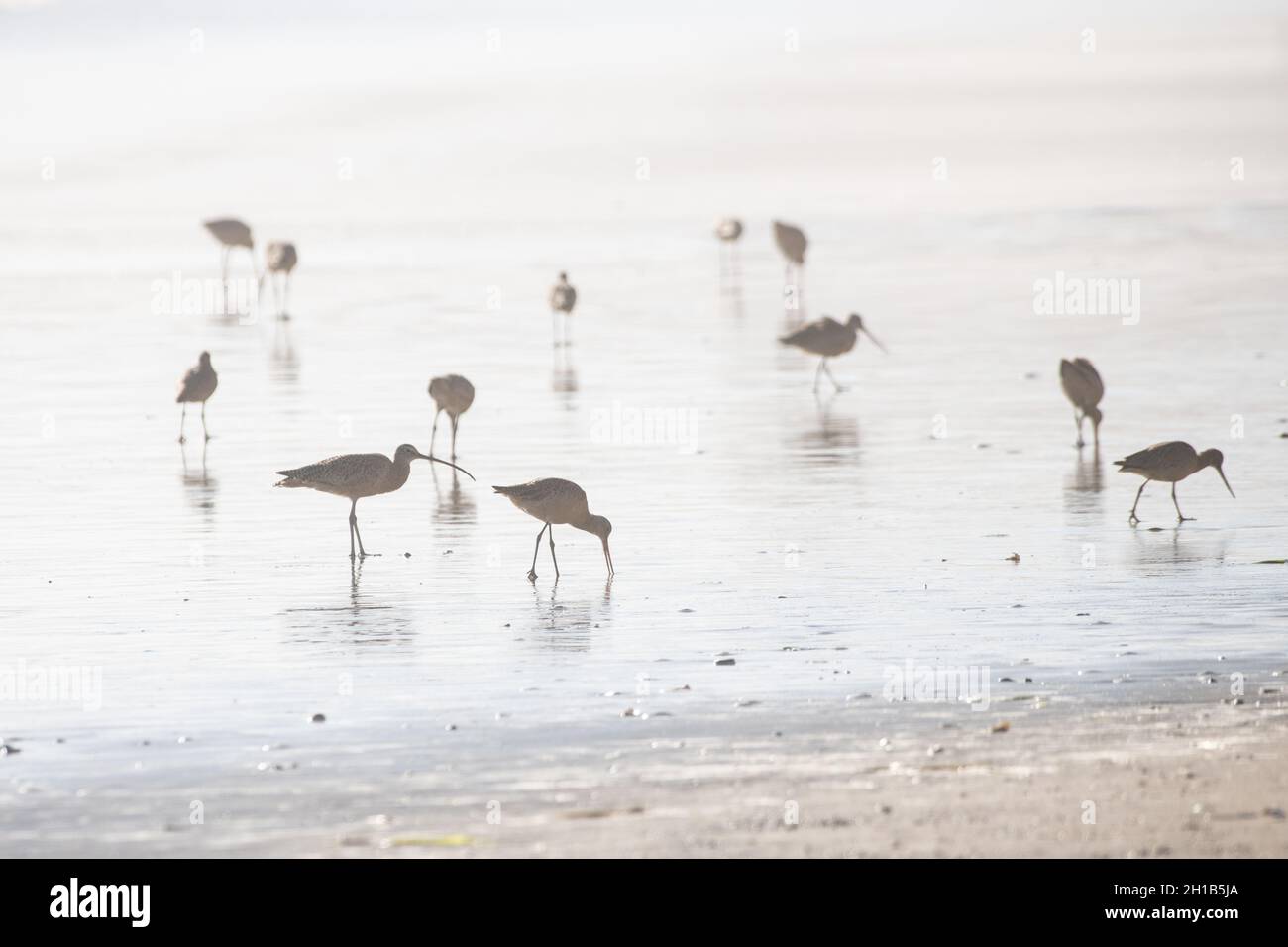 Shorebirds including marbled godwit and long billed curlew forage on a intertidal mudflat in Point Reyes National seashore in California. Stock Photo