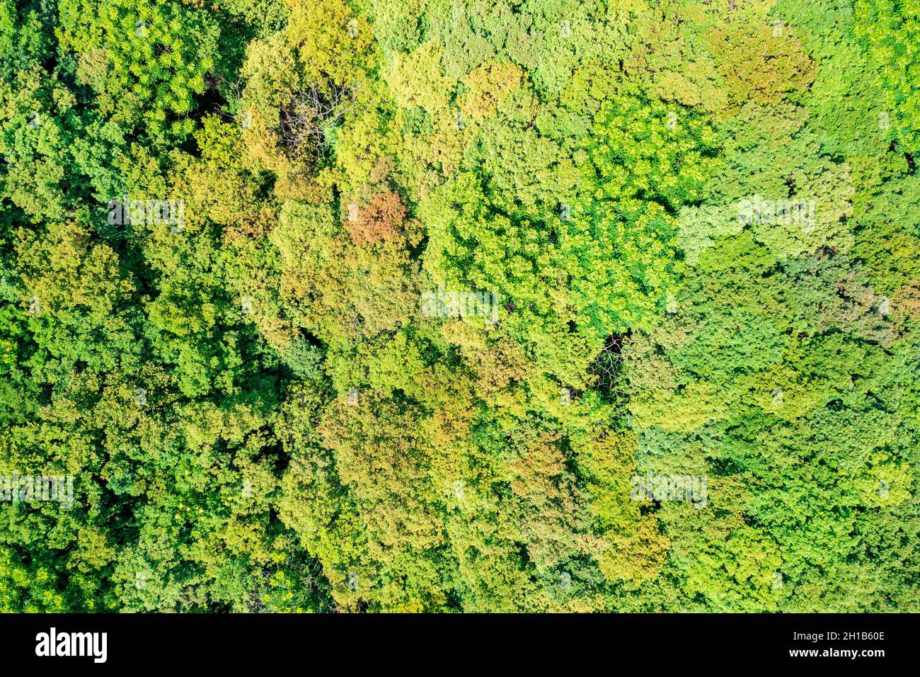 Aerial view of green forest in summer. Stock Photo
