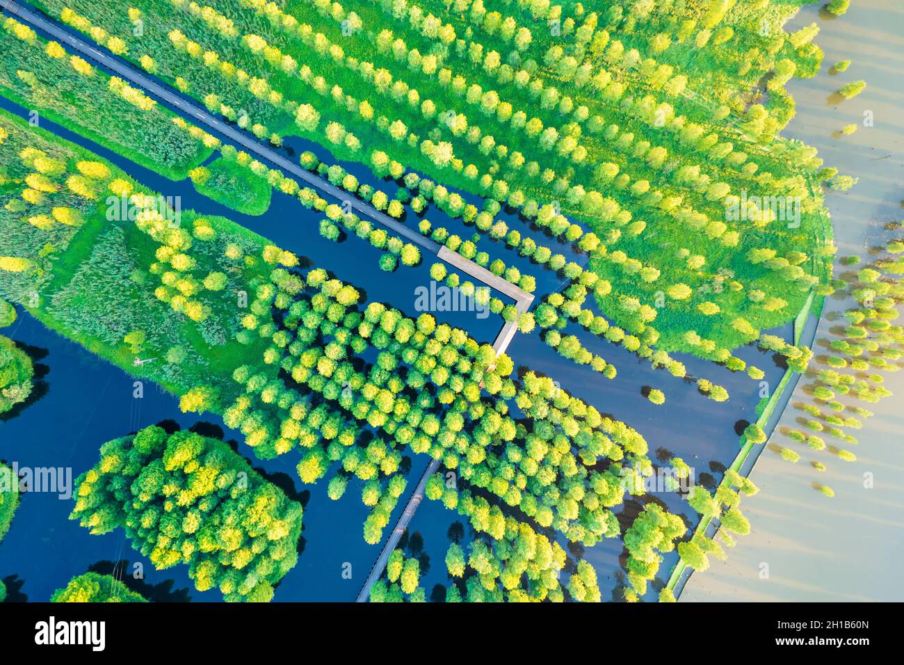 Aerial view of green forest in summer Stock Photo - Alamy