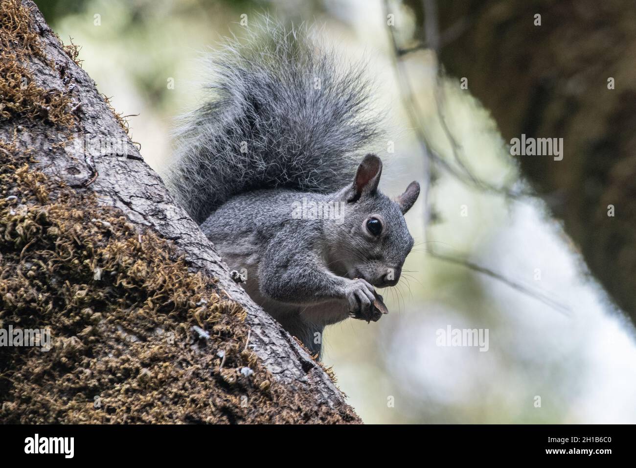 A western gray squirrel (Sciurus griseus) from Sonoma county, California. Stock Photo