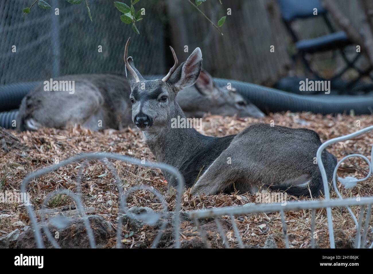 A pair of black tailed deer (Odocoileus hemionus columbianus) bed down in a yard in Berkeley, California.  Deer are frequent urban wildlife. Stock Photo