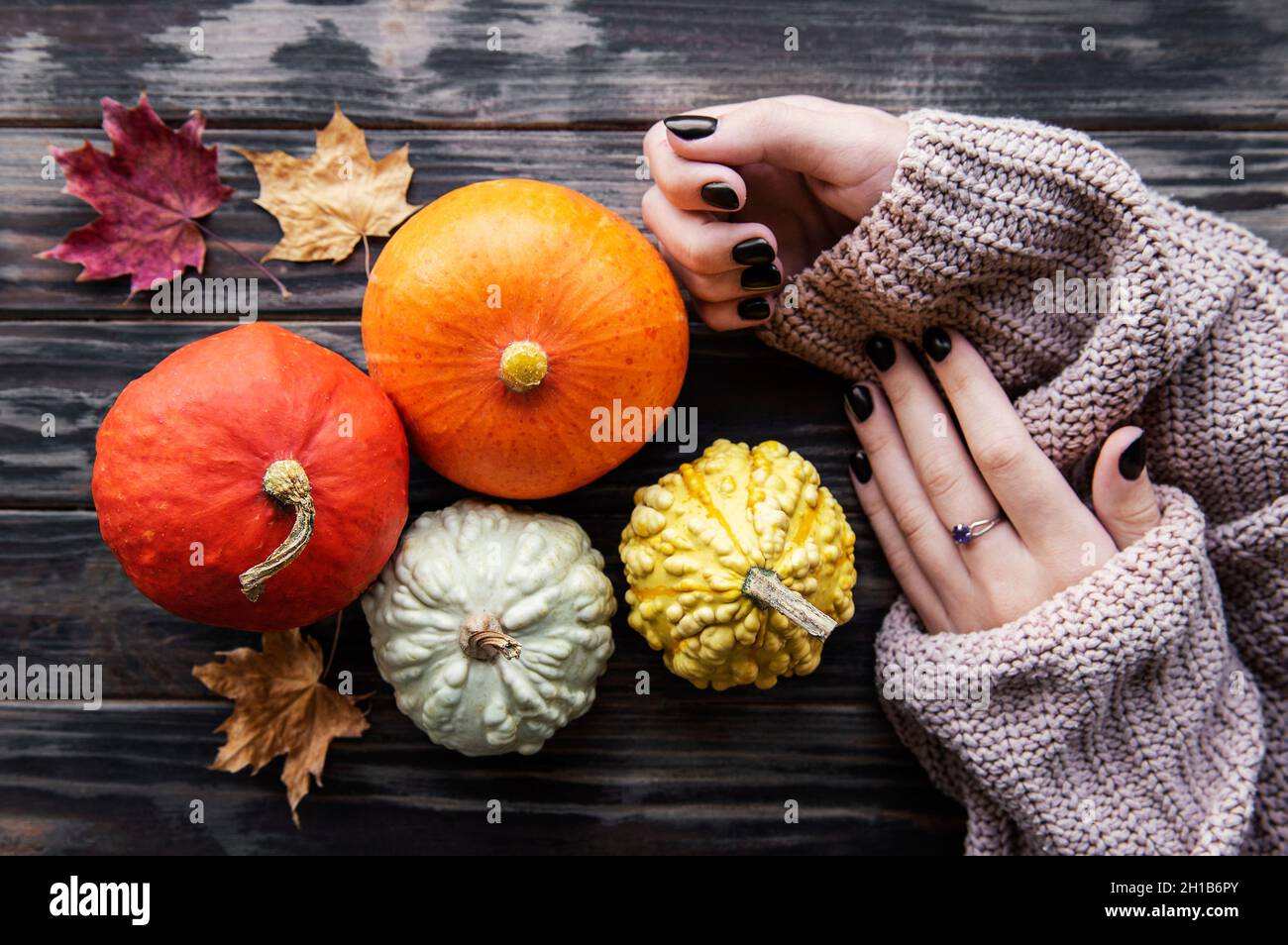 Female hands holding autumn pumpkins. Old wooden background Stock Photo
