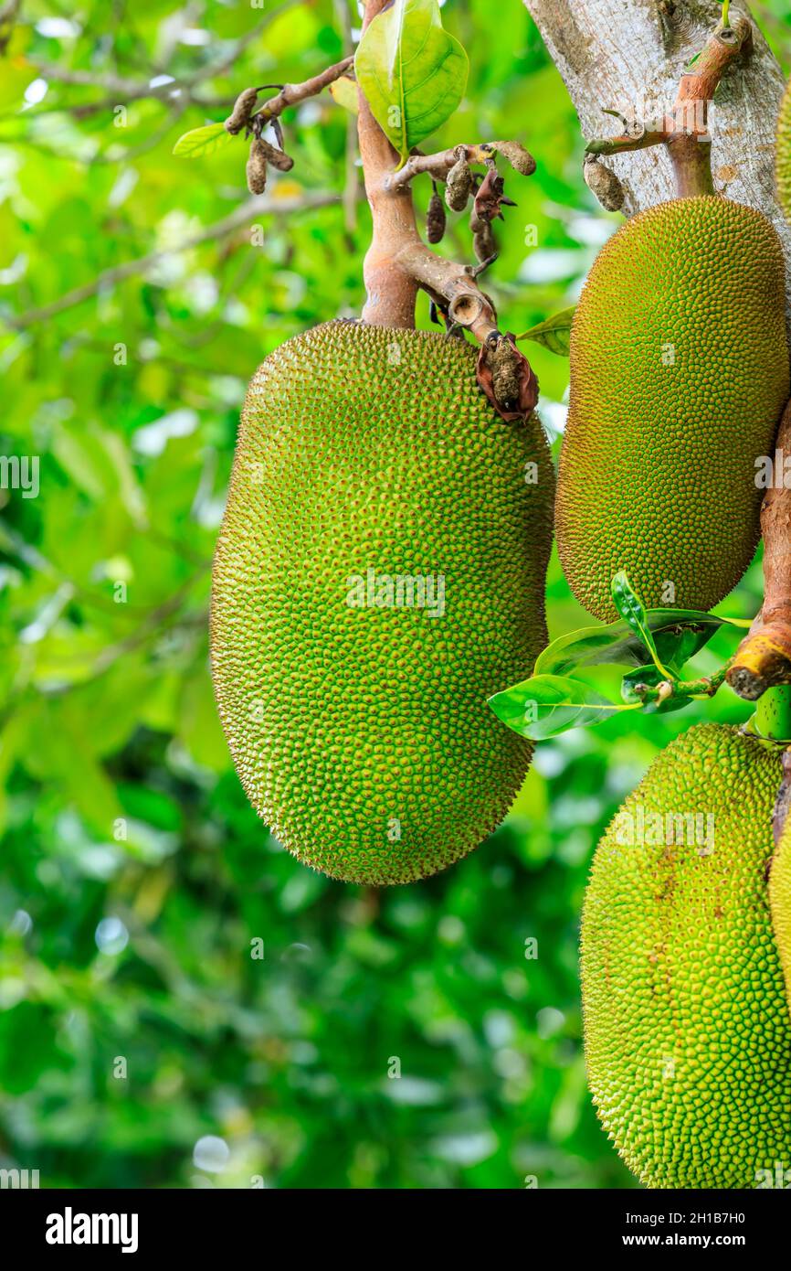 Delicious jackfruit fruit grows on the tree. Stock Photo
