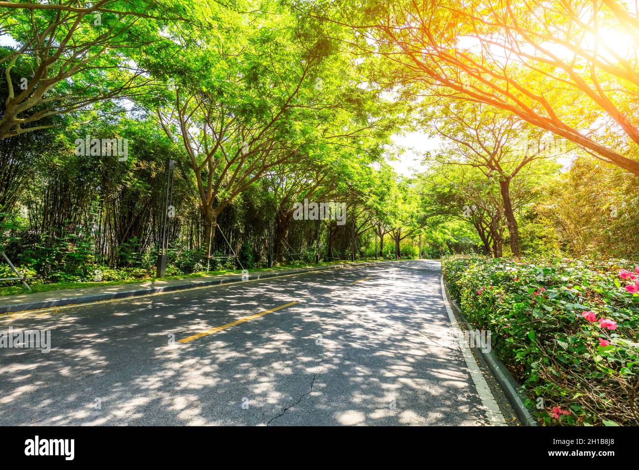 Asphalt road and green forest scenery Stock Photo - Alamy