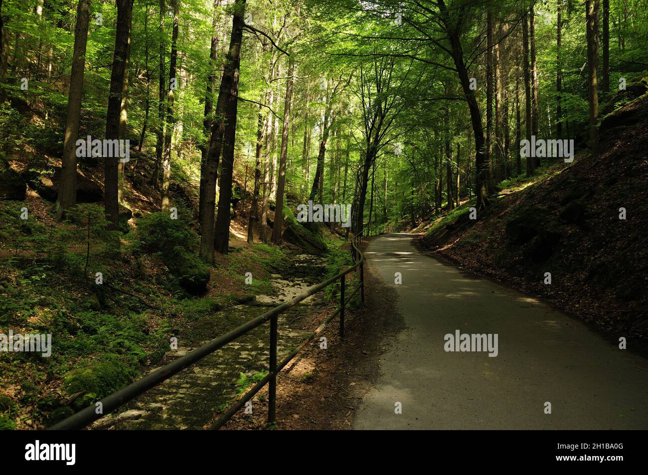 Forest Railing Scene Beautiful view of a pathway with metal railings into the forest Stock ...