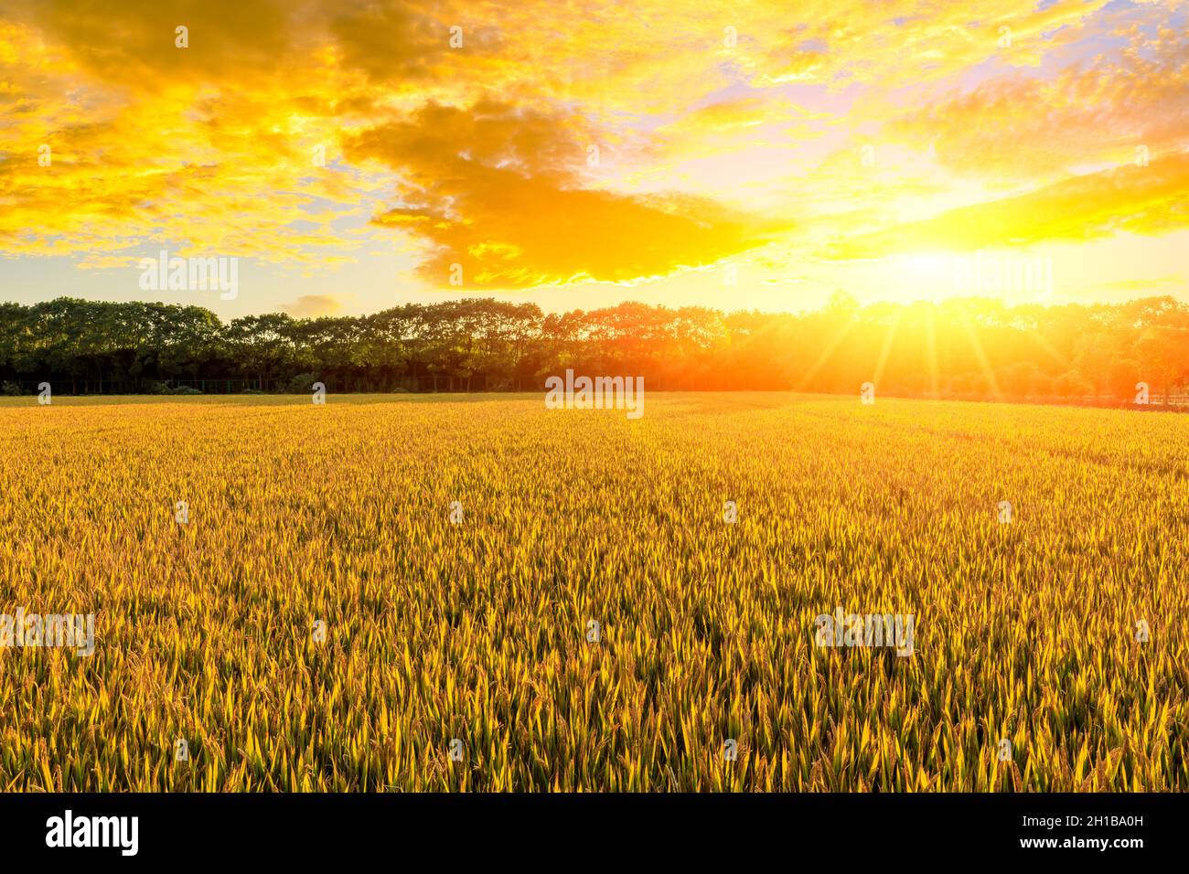 Ripe rice on the farm at sunset. Stock Photo