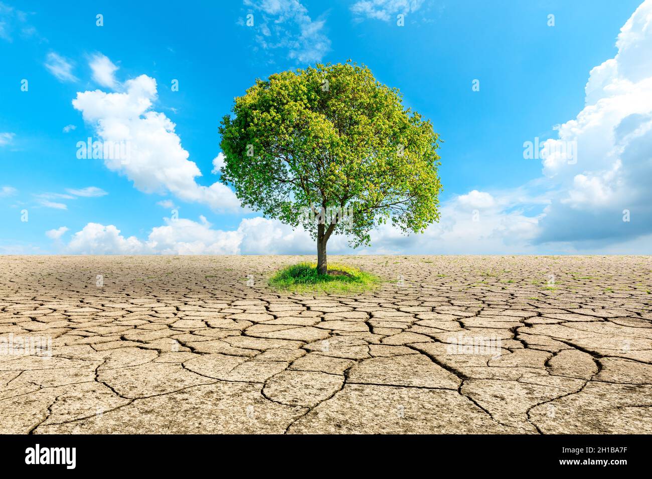 Drying tree hotsell