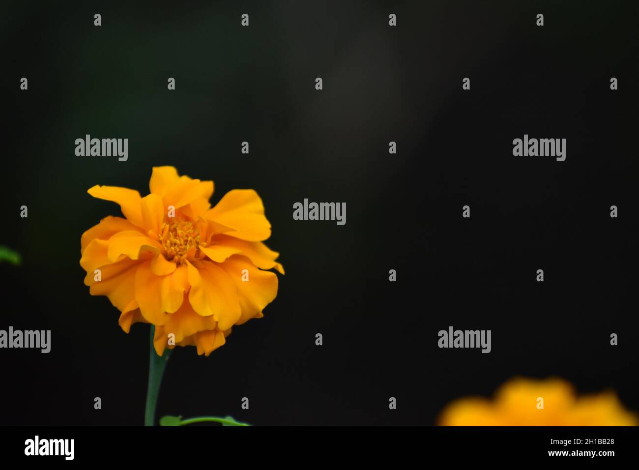 Close up photo of Aztec marigold with dark background. Tagetes erecta. Stock Photo