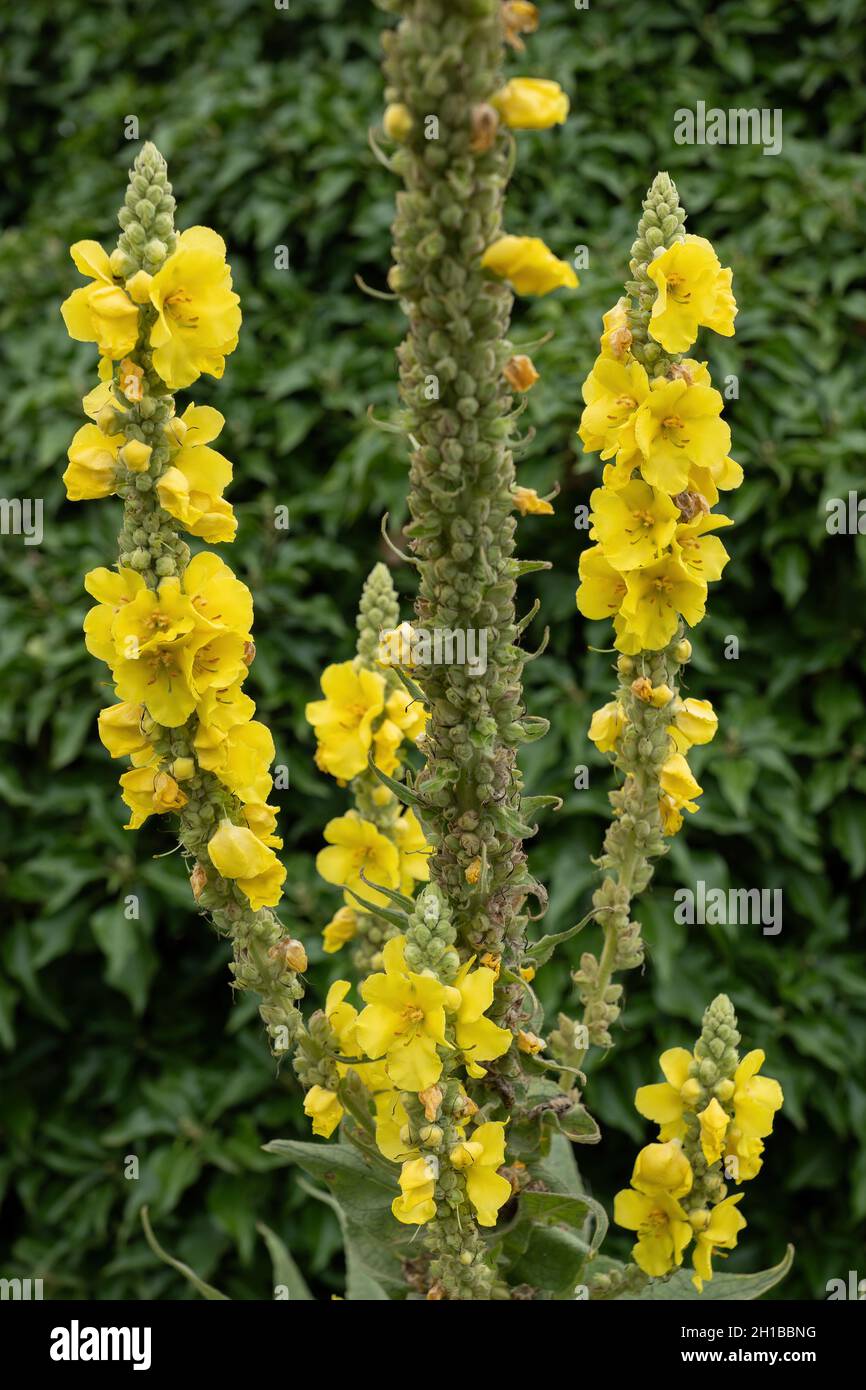 Yellow flowers of the denseflower mullein, Verbascum densiflorum Bertol. in the family: Scrophulariaceae. Stock Photo