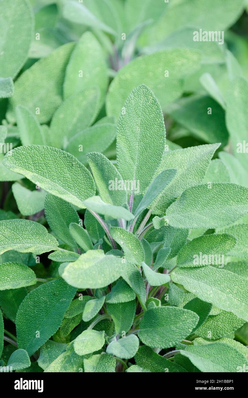 Salvia officinalis, common sage or sage, widely used as a herb for