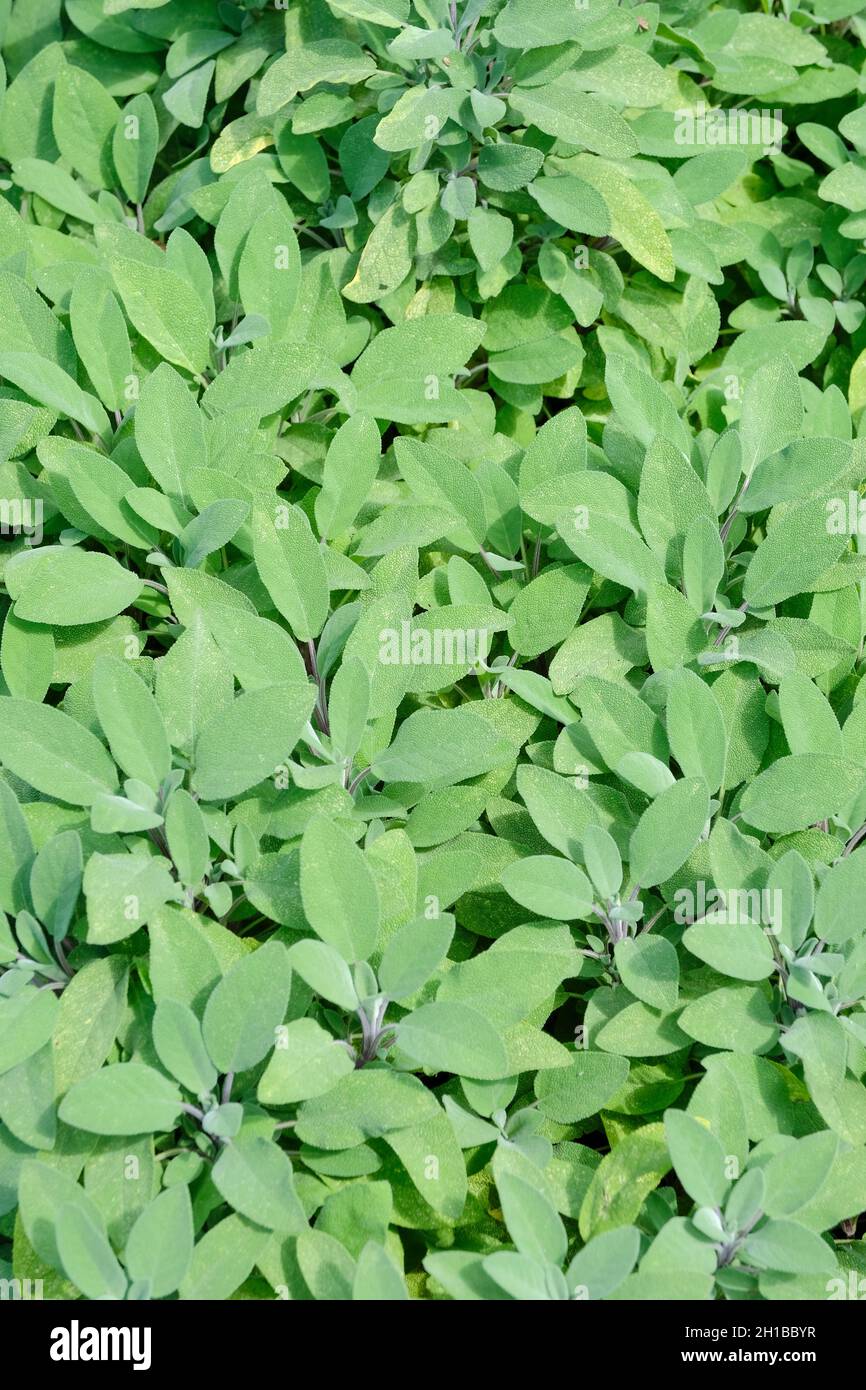 Salvia officinalis, common sage or sage, widely used as a herb for