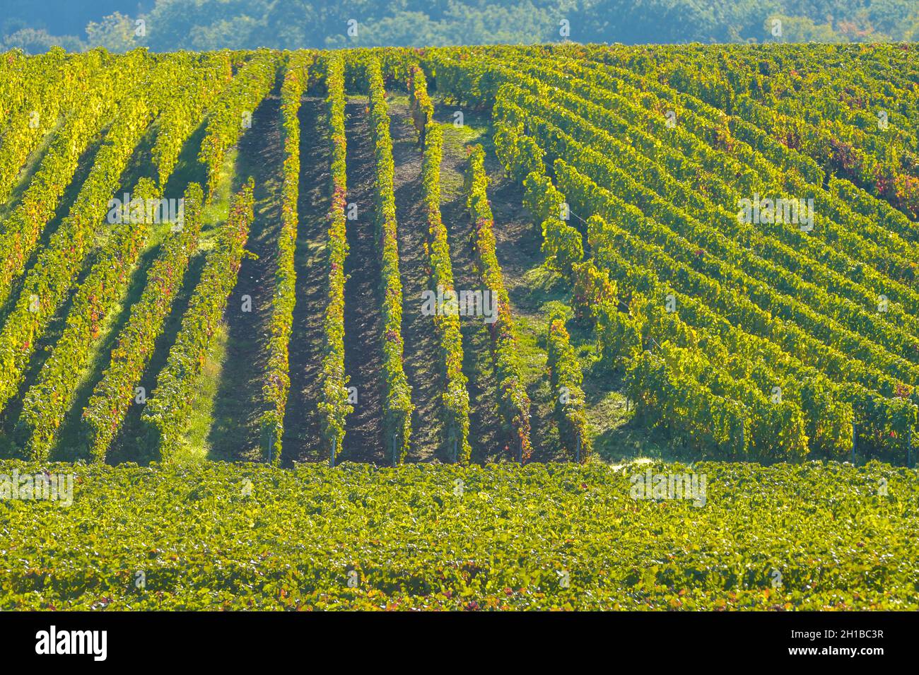 CHAMPAGNE VINEYARDS VILLEDOMANGE IN MARNE DEPARTMENT, CHAMPAGNE-ARDENNES, FRANCE, EUROPE Stock Photo