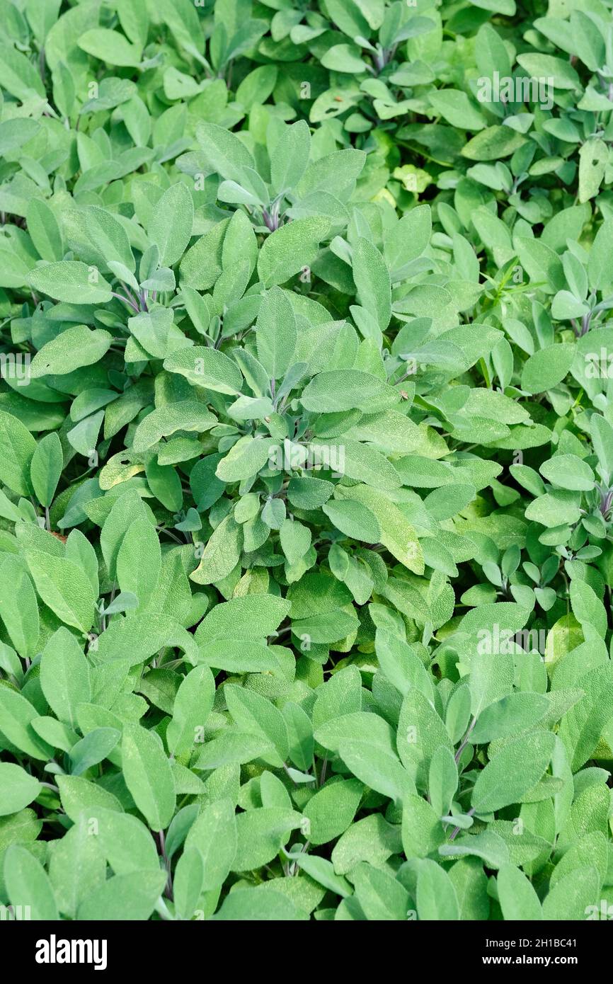 Salvia officinalis, common sage or sage, widely used as a herb for