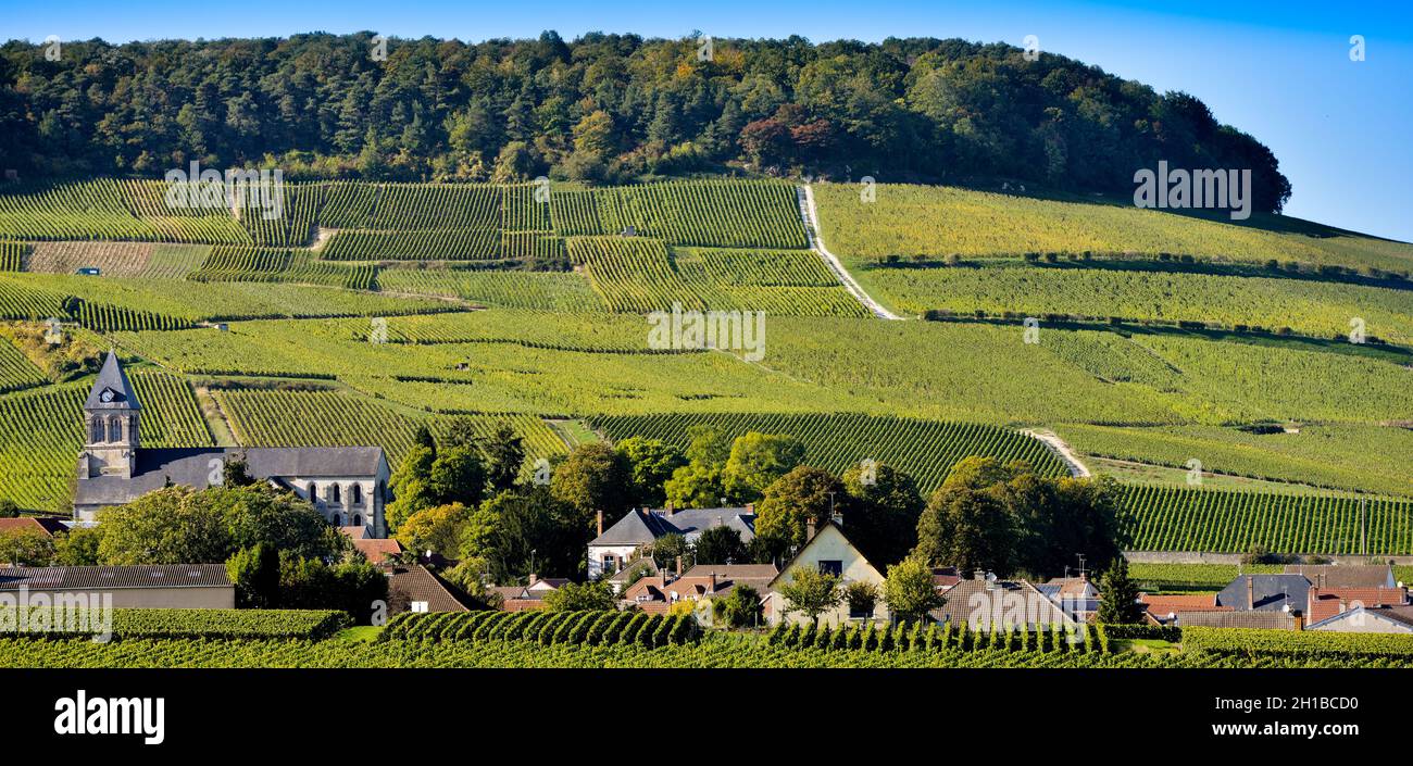 CHAMPAGNE VINEYARDS MANCY IN MARNE DEPARTMENT, CHAMPAGNE-ARDENNES, FRANCE, EUROPE Stock Photo