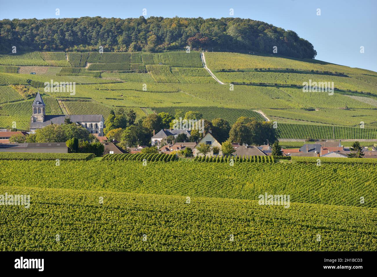 CHAMPAGNE VINEYARDS MANCY IN MARNE DEPARTMENT, CHAMPAGNE-ARDENNES, FRANCE, EUROPE Stock Photo