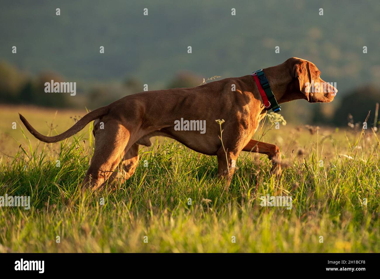 Beautiful Male Hungarian Vizsla Hunting Dog Pointing Hunting Dog In 