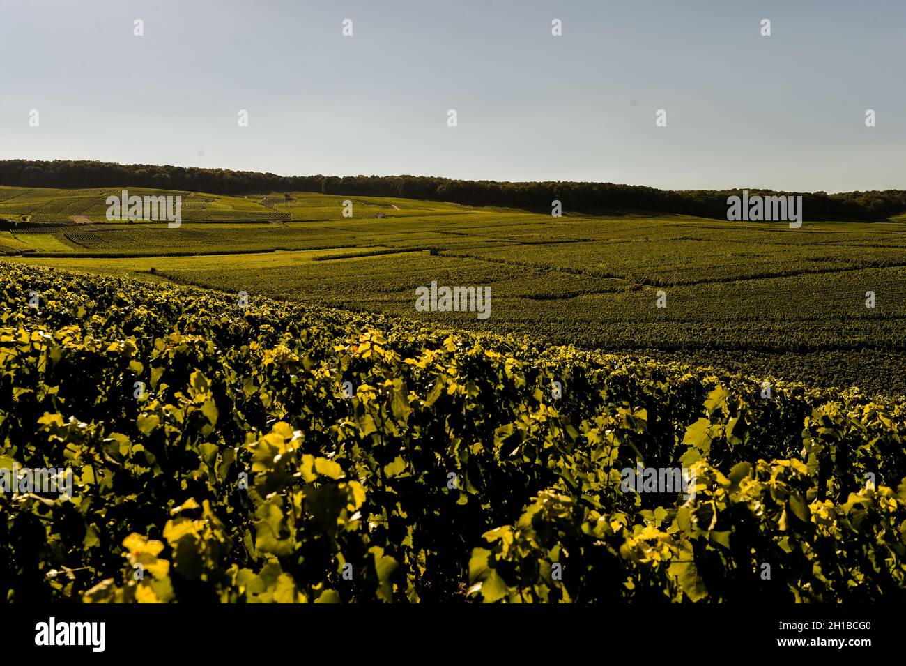 CHAMPAGNE VINEYARDS CUIS IN MARNE DEPARTMENT, CHAMPAGNE-ARDENNES, FRANCE, EUROPE Stock Photo