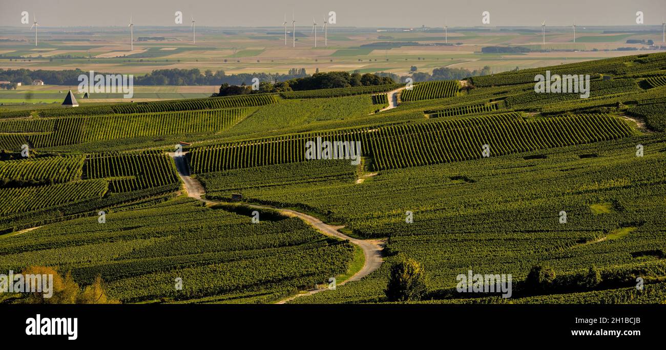 CHAMPAGNE VINEYARDS IN MARNE DEPARTMENT, CHAMPAGNE-ARDENNES, FRANCE, EUROPE Stock Photo