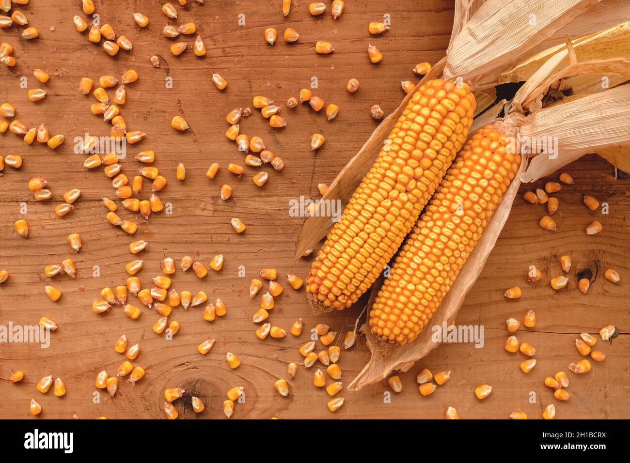 Corncobs and grain on rustic wooden background, top view of harvested maize crops for agricultural and cultivation concepts Stock Photo