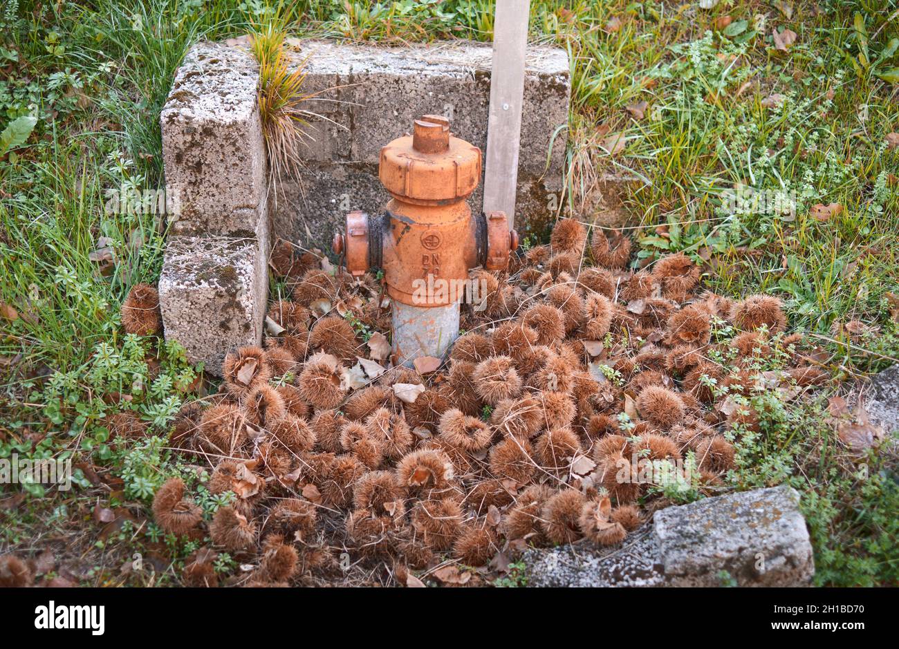 Carpet Of Chestnut Husks Around A Fire Hydrant. Autumn Concept. Castanea Sativa Stock Photo