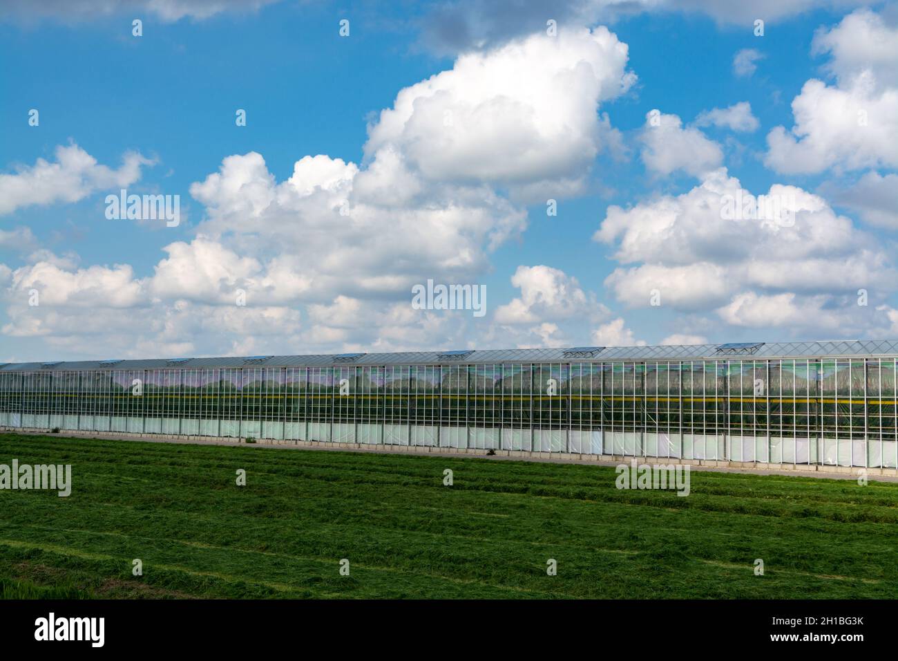Agriculture in Netherlands, big glass greenhouses used for growing