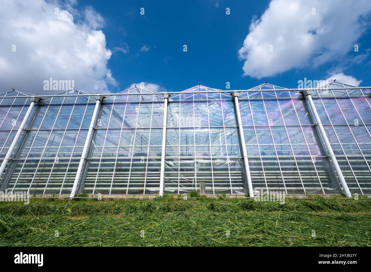 Agriculture in Netherlands, big glass greenhouses used for growing
