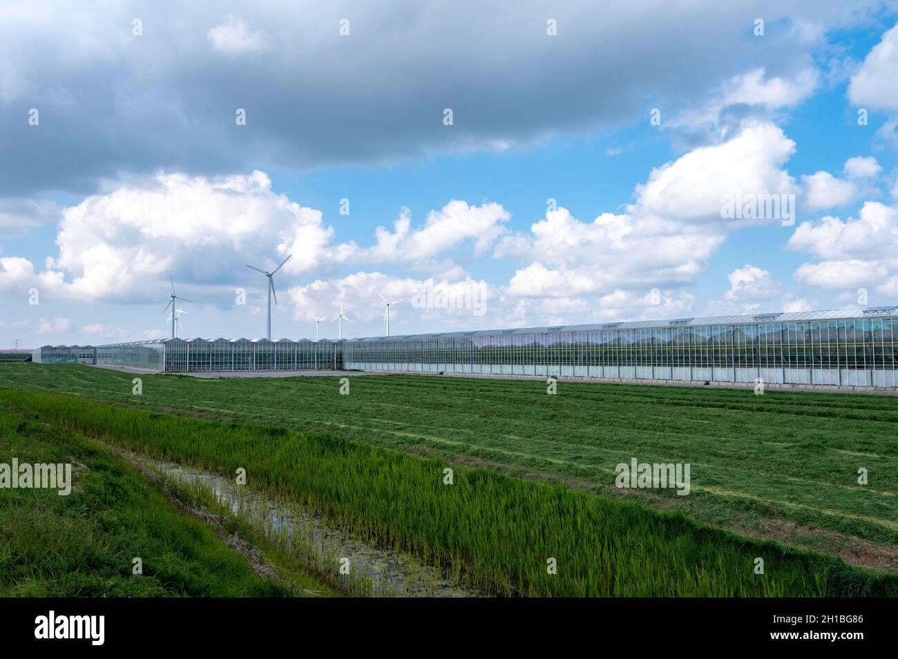 Agriculture in Netherlands, big glass greenhouses used for growing