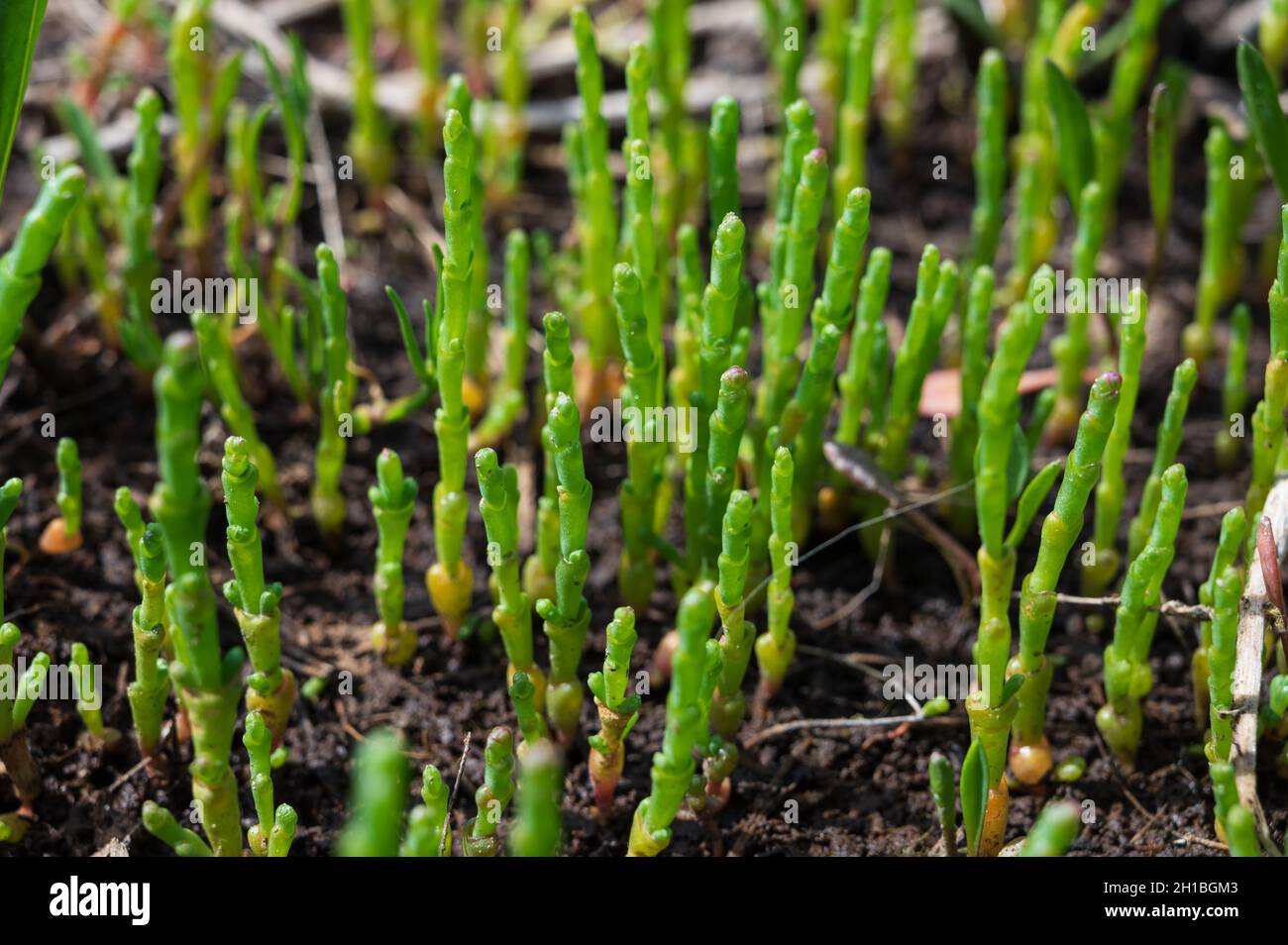 Botanical collection, young green edible sea succulent plant, Salicornia or  sea glassworth weed, growing on salt marshes Stock Photo - Alamy