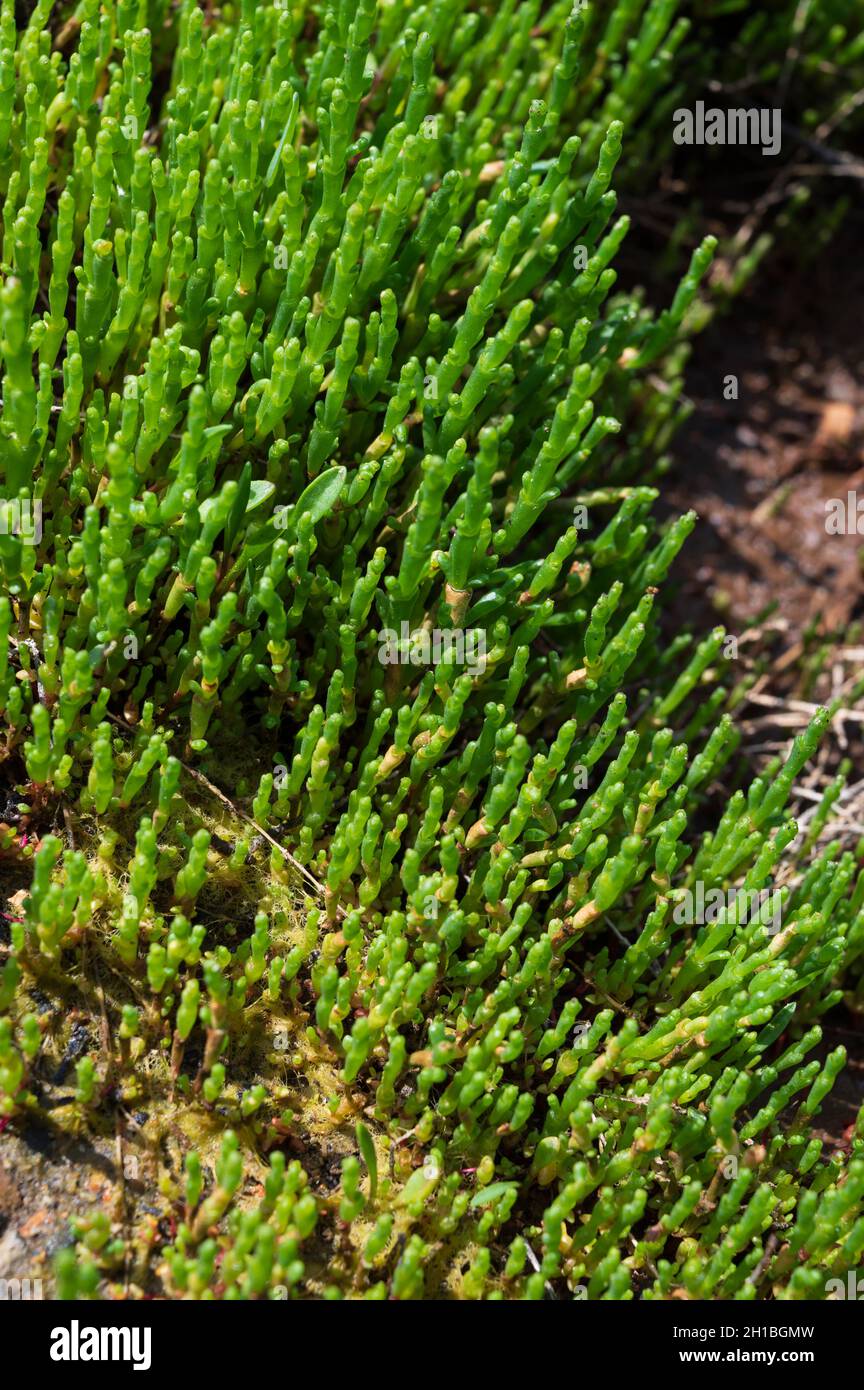 Botanical collection, young green edible sea succulent plant, Salicornia or sea glassworth weed, growing on salt marshes Stock Photo
