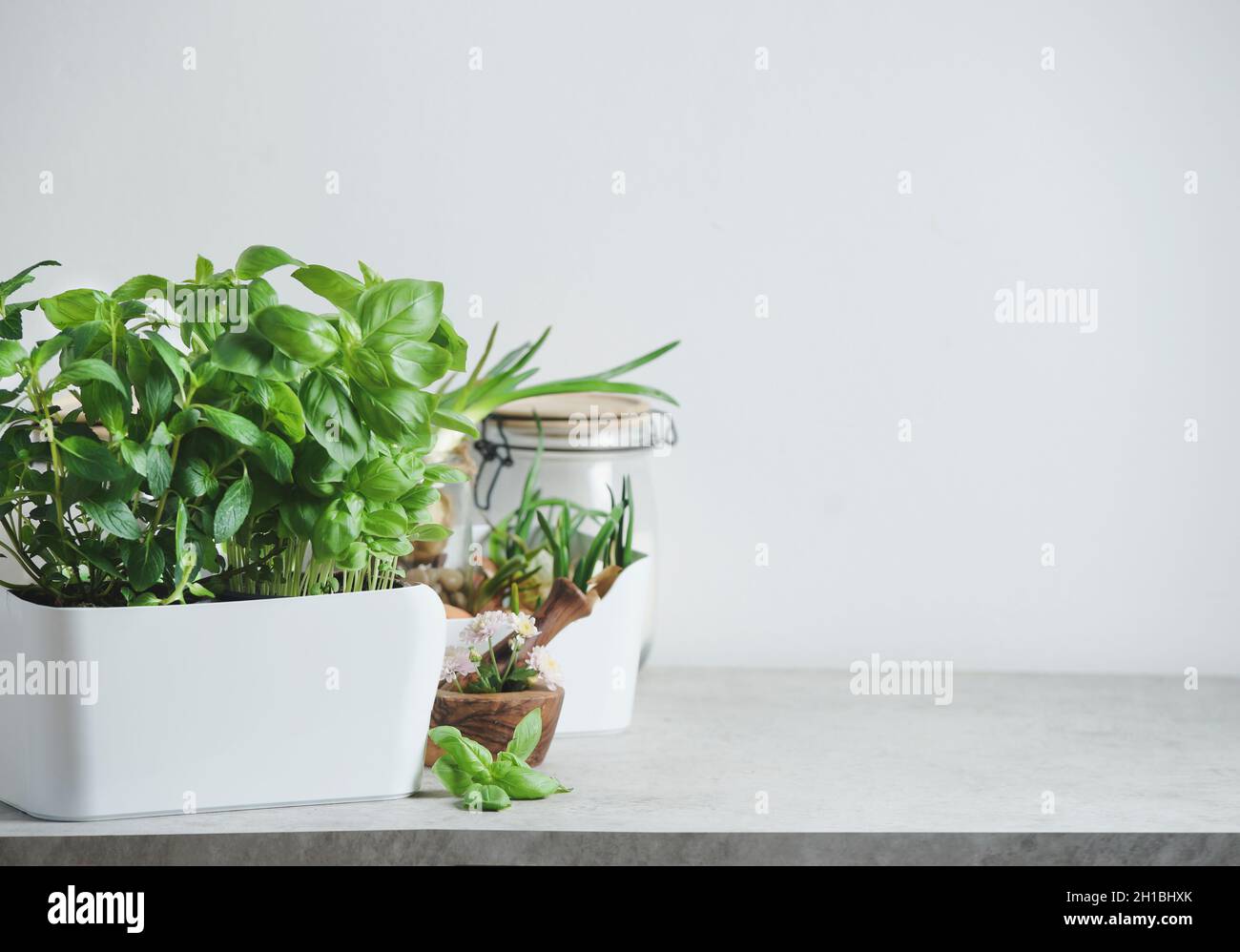 Kitchen herbs in white pot on table and mortal and pestle at white wall background. Fresh green basil plant. Front view with copy space. Stock Photo