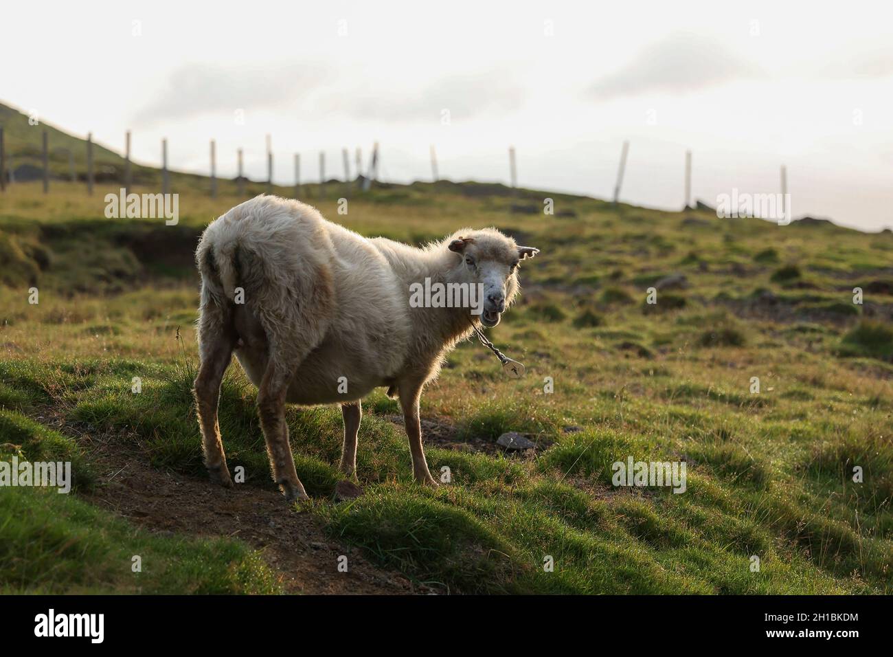 Grazing sheep in the morning on Slaetteratindur mountain, Eysturoy Island, Faroe Islands, Scandinavia, Europe. Stock Photo