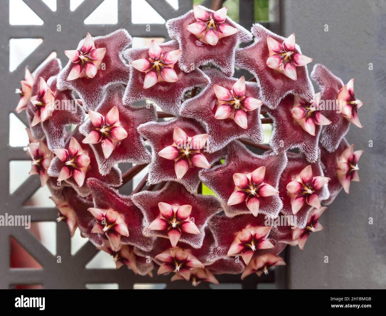 Porcelain Flowers (Hoya pubicalyx) Stock Photo